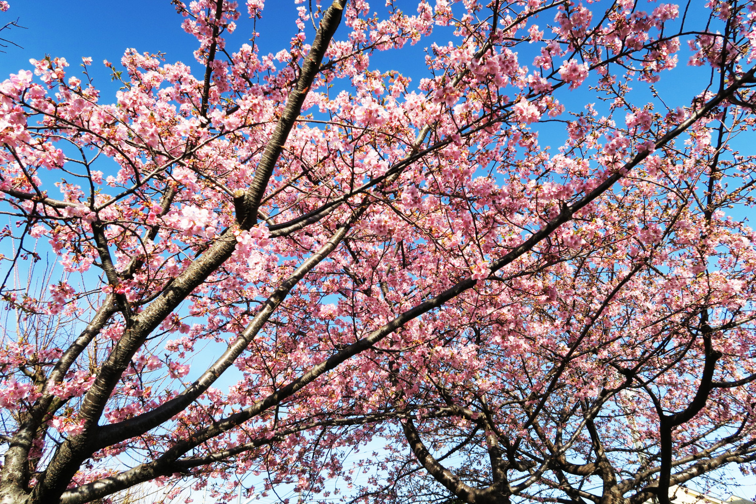 早咲きの河津桜が満開