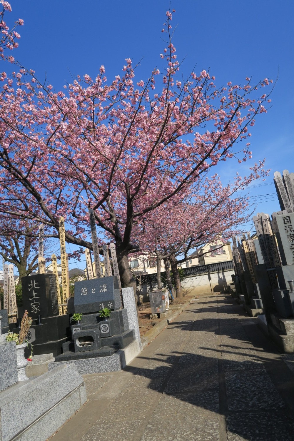 河津桜が満開 画像