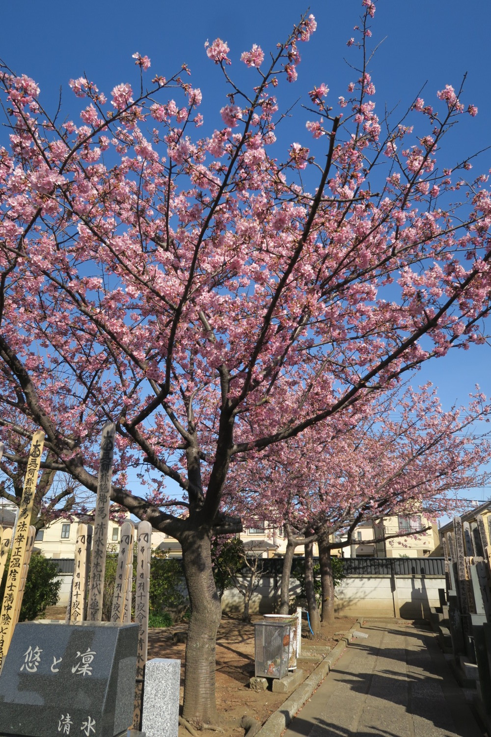 河津桜が満開 画像
