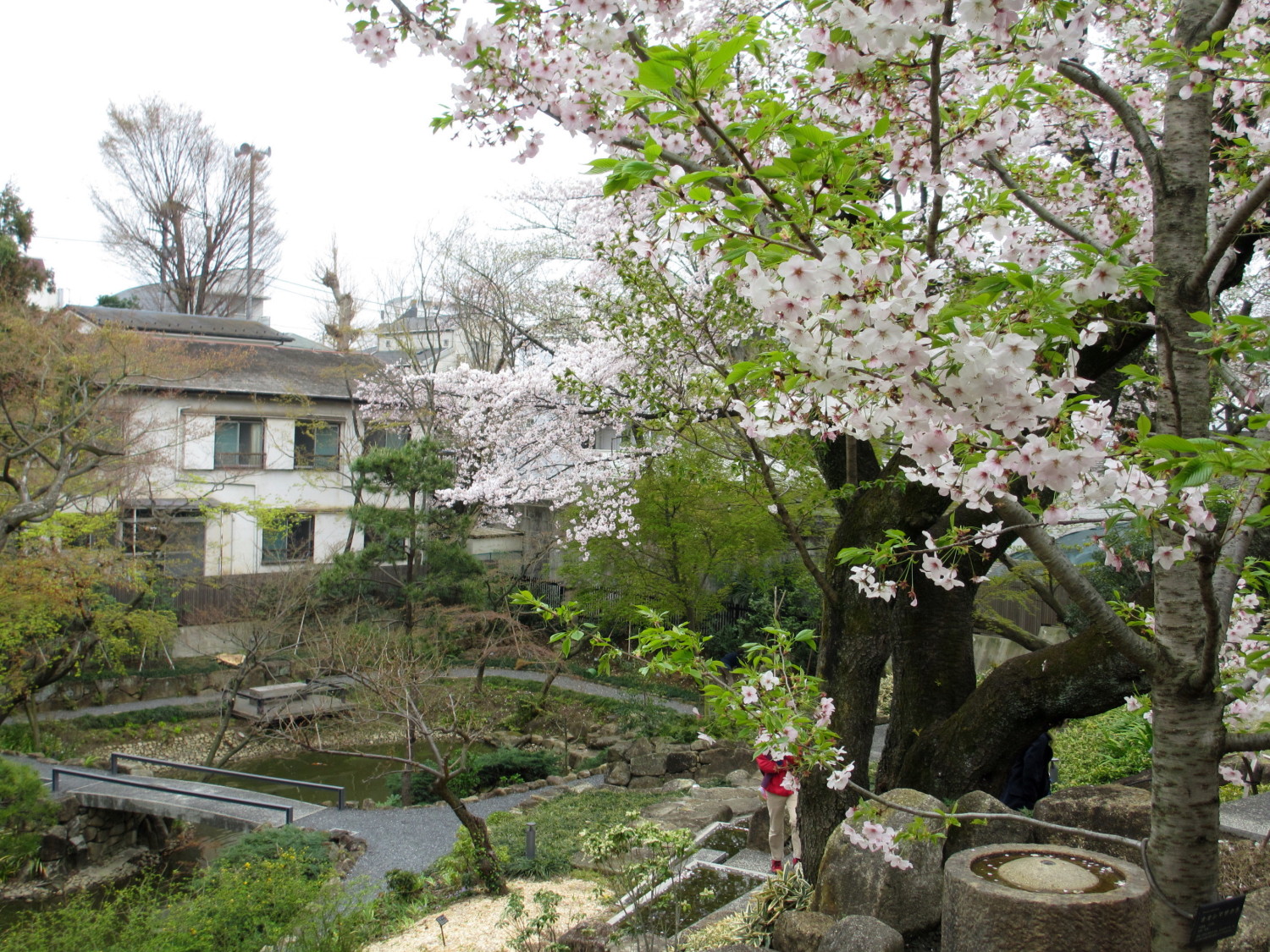 向山庭園の桜