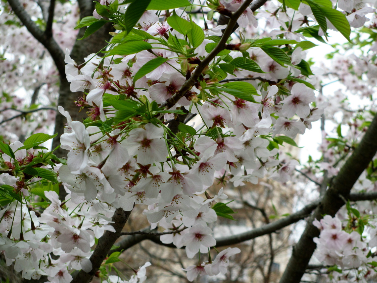 向山庭園の桜 画像