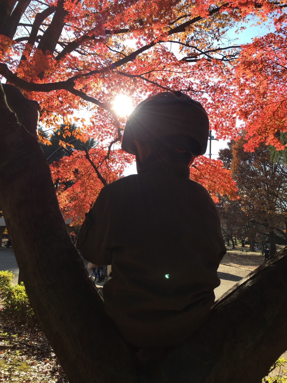 紅葉が素敵過ぎる光が丘公園！ 画像