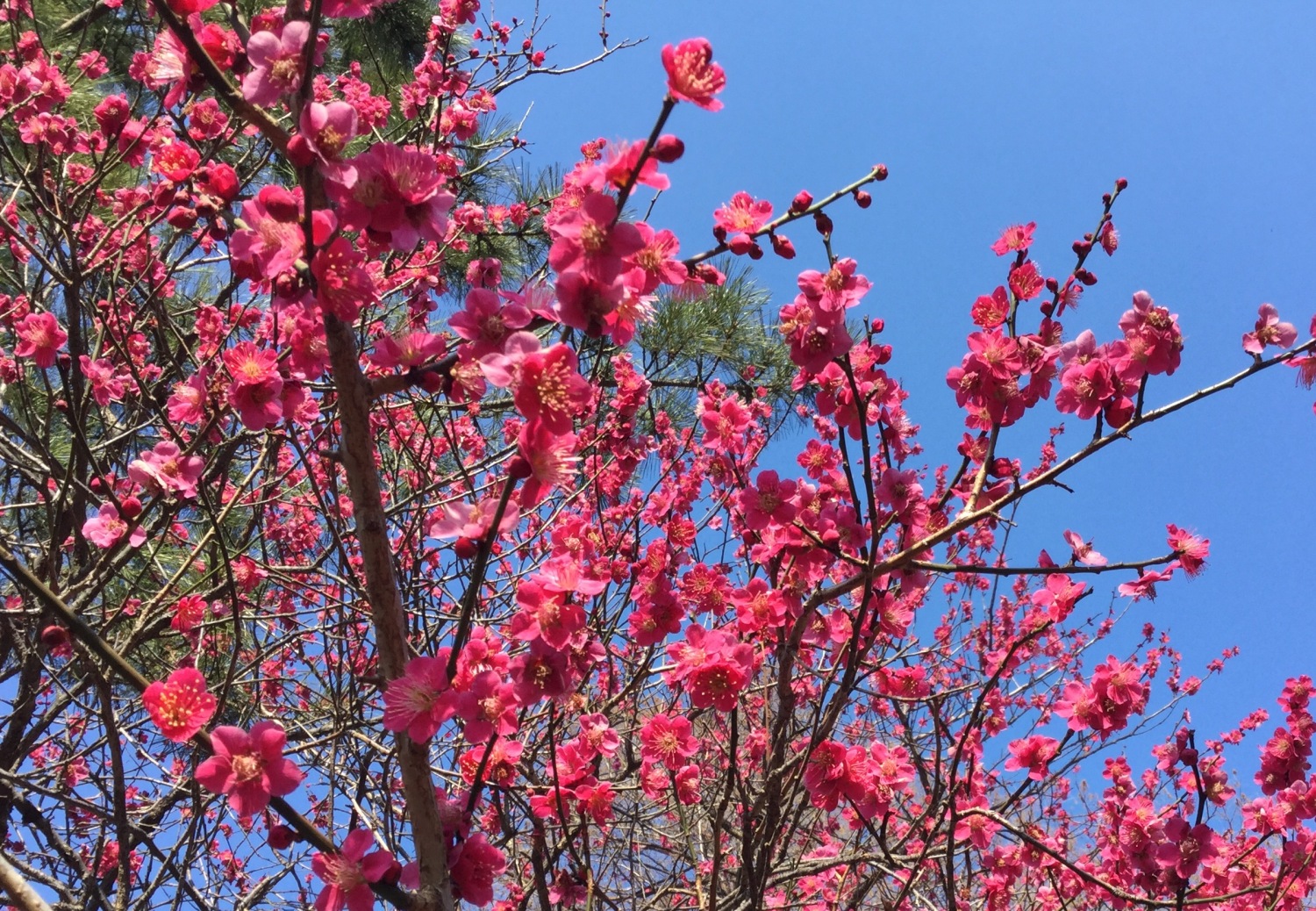 紅梅と河津桜