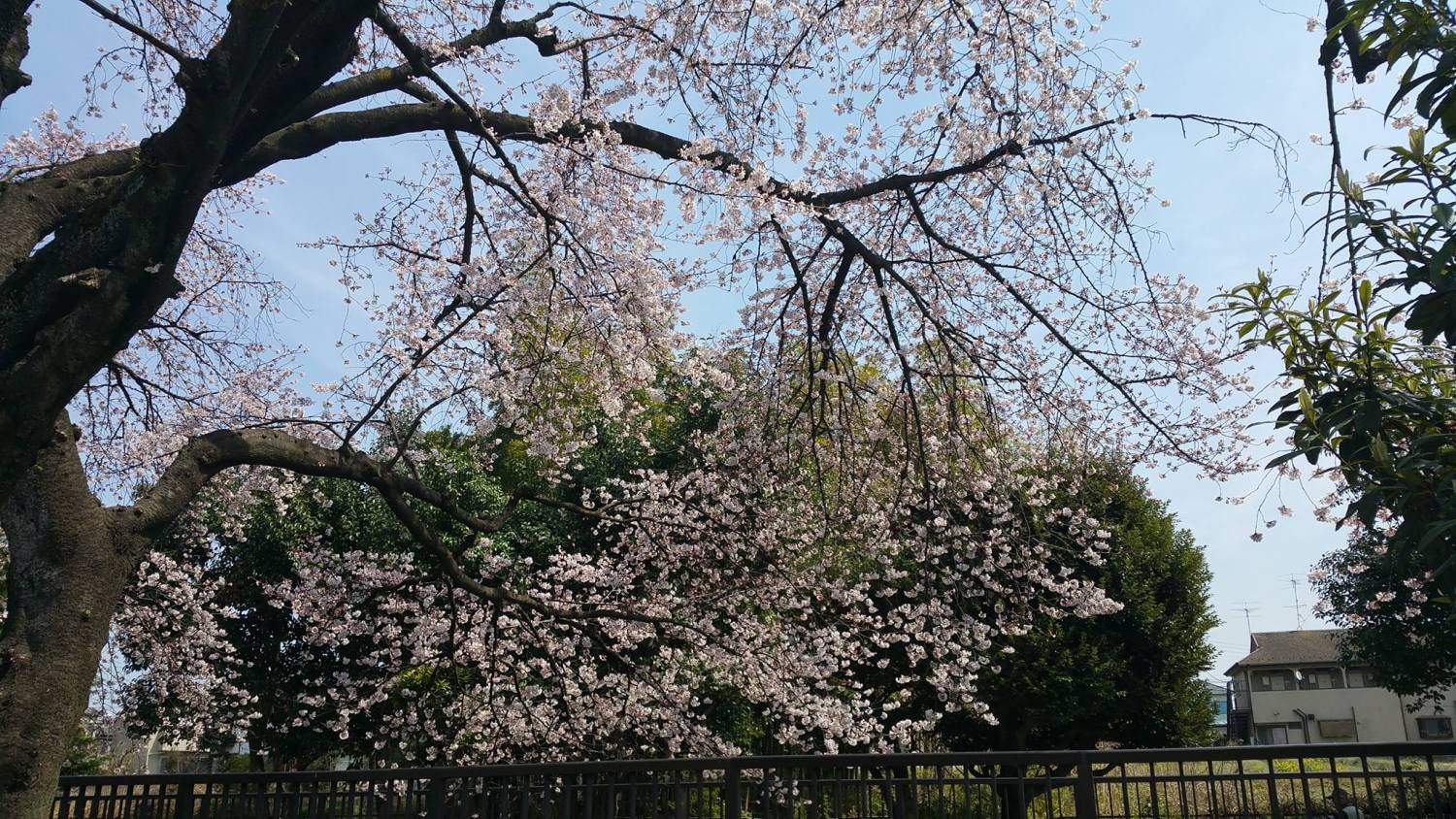 大泉井頭公園の桜が満開