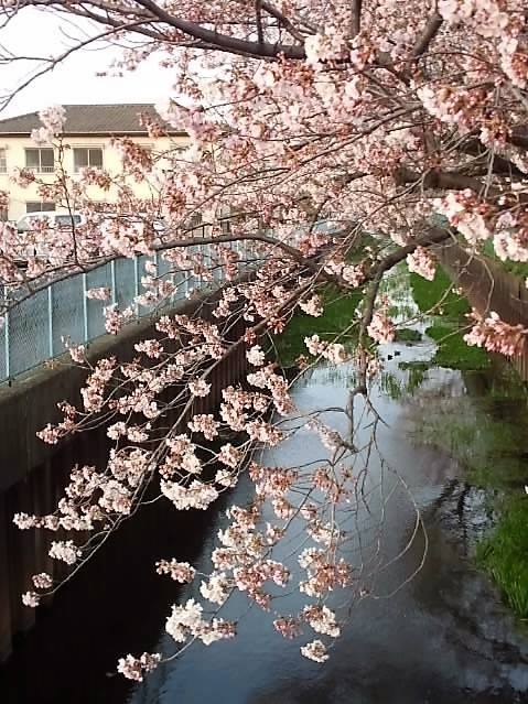 宮木橋からの桜