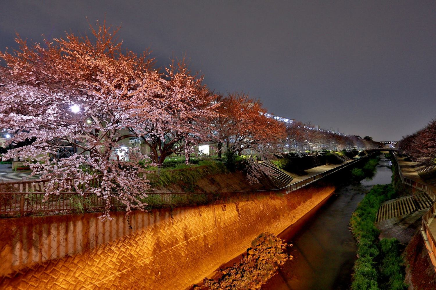 夜桜！ 画像