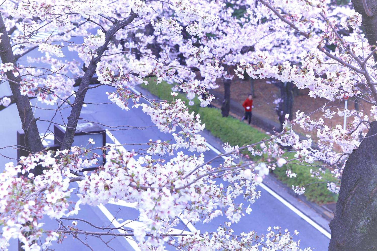 桜とランナー 画像