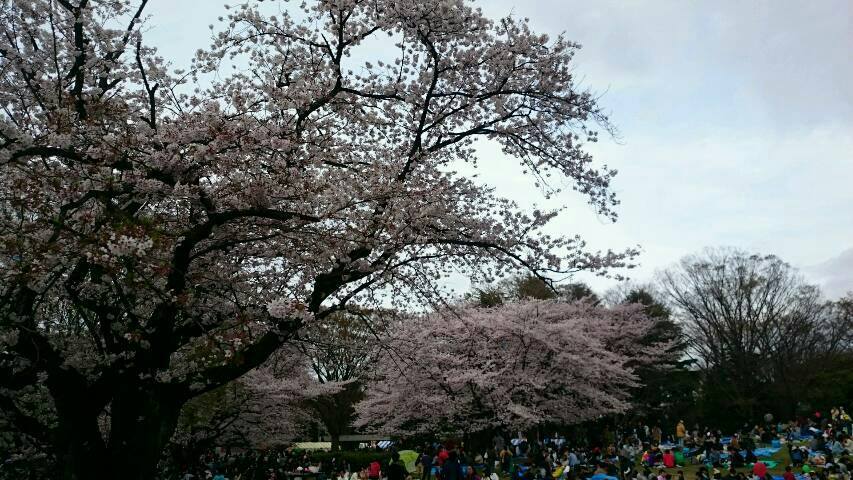 光が丘公園の桜が満開！