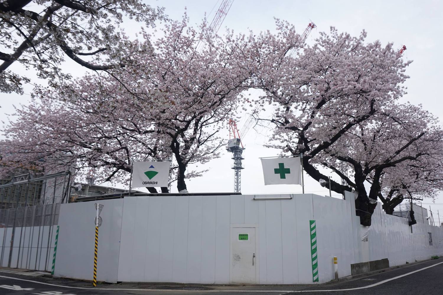 武蔵野音楽大学江古田キャンパスの桜