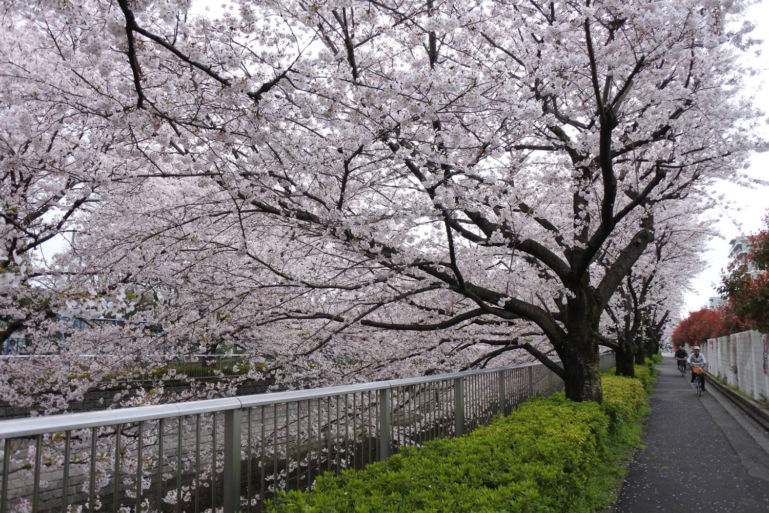 石神井川沿いの桜