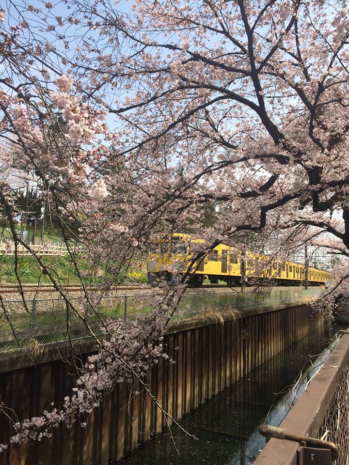 西武線と桜 画像