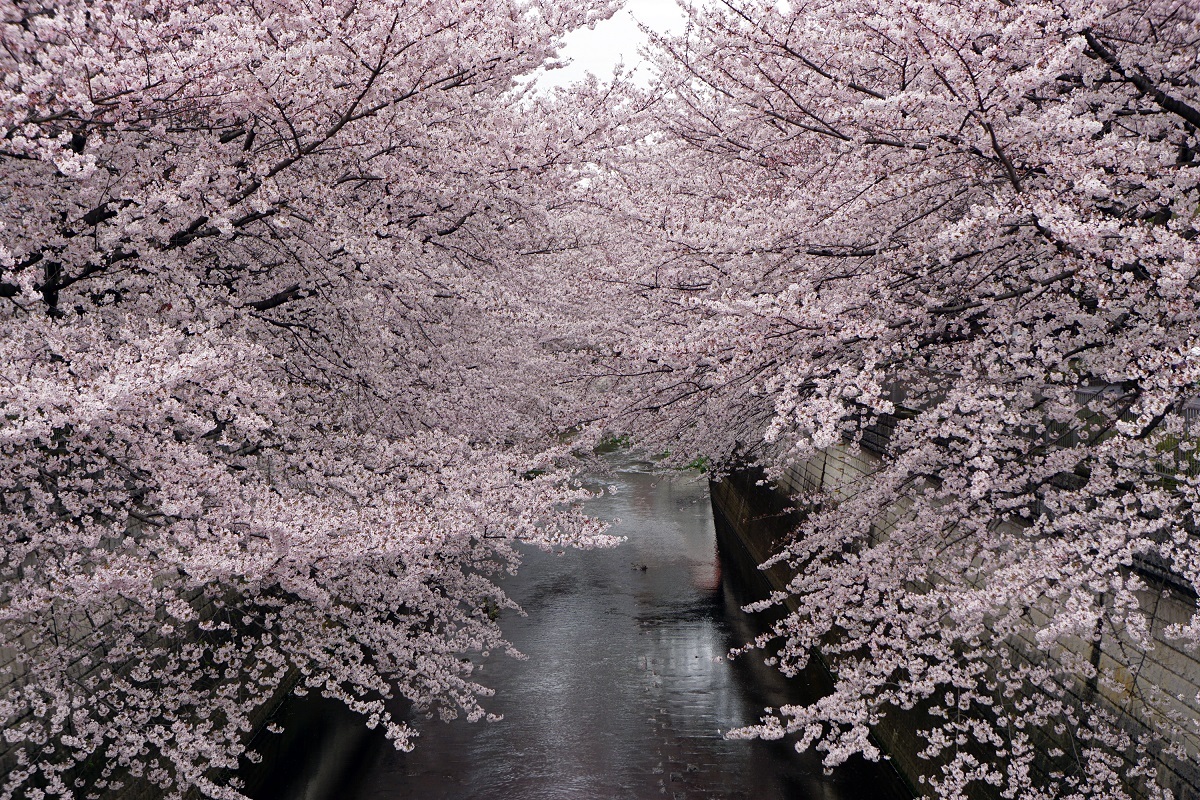 桜、繚乱。