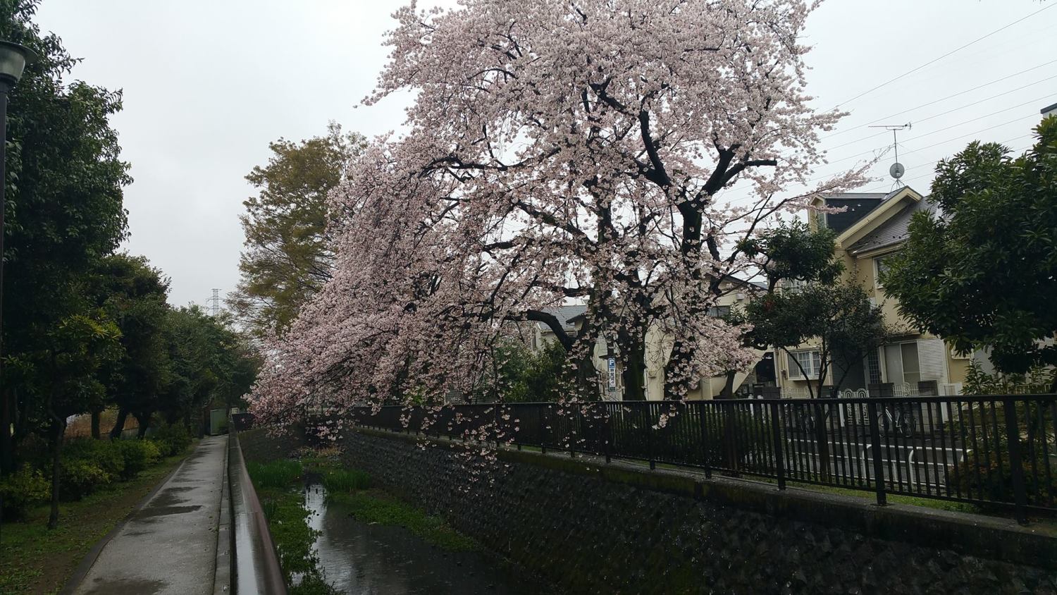 雨の中の桜 画像
