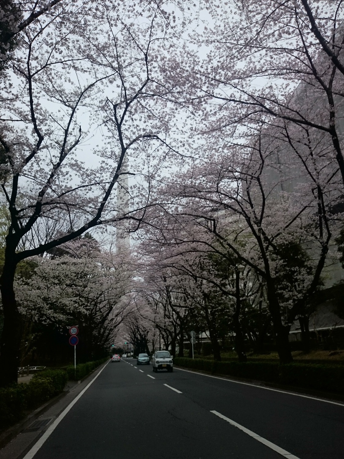 桜咲く新年度 画像