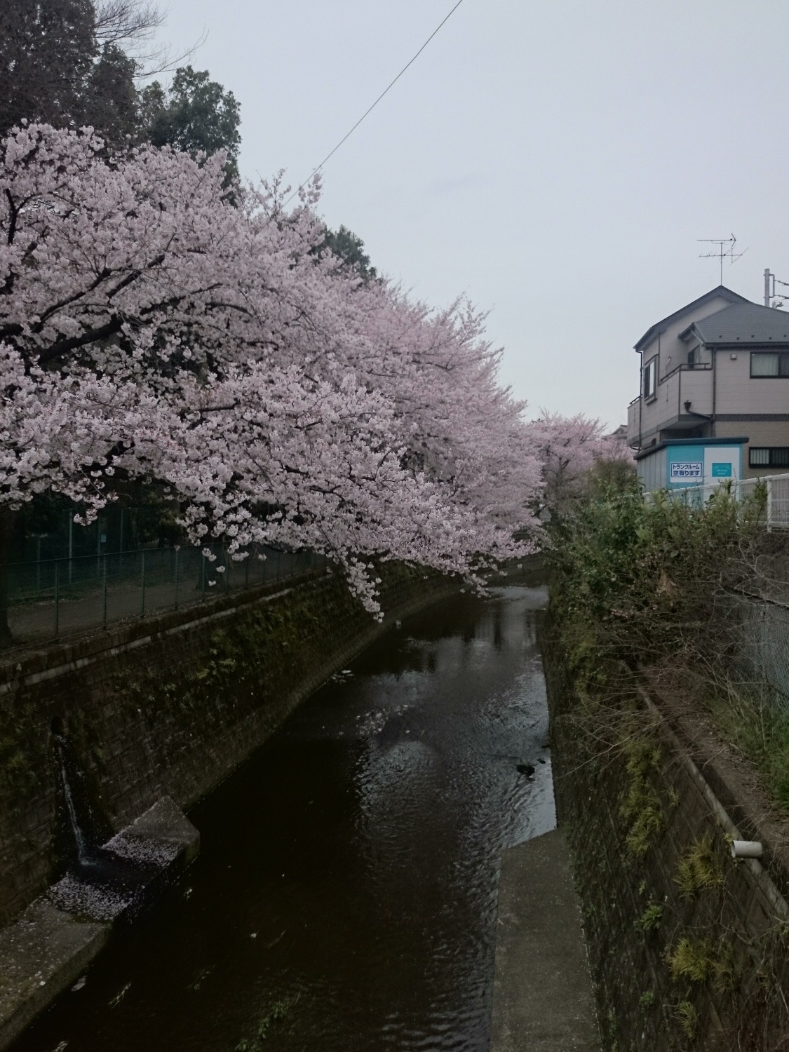 桜咲く新年度 画像