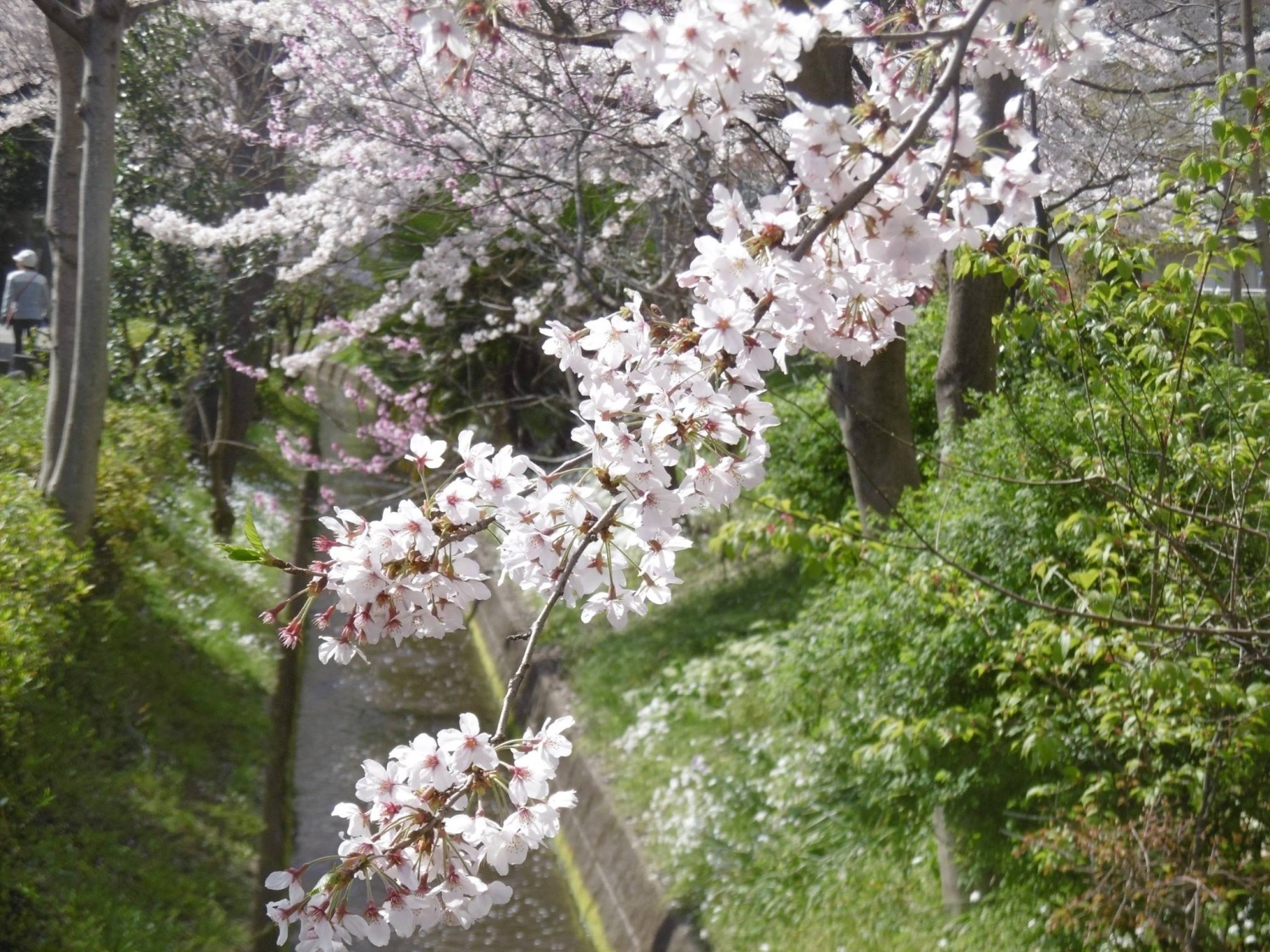 桜満開 画像