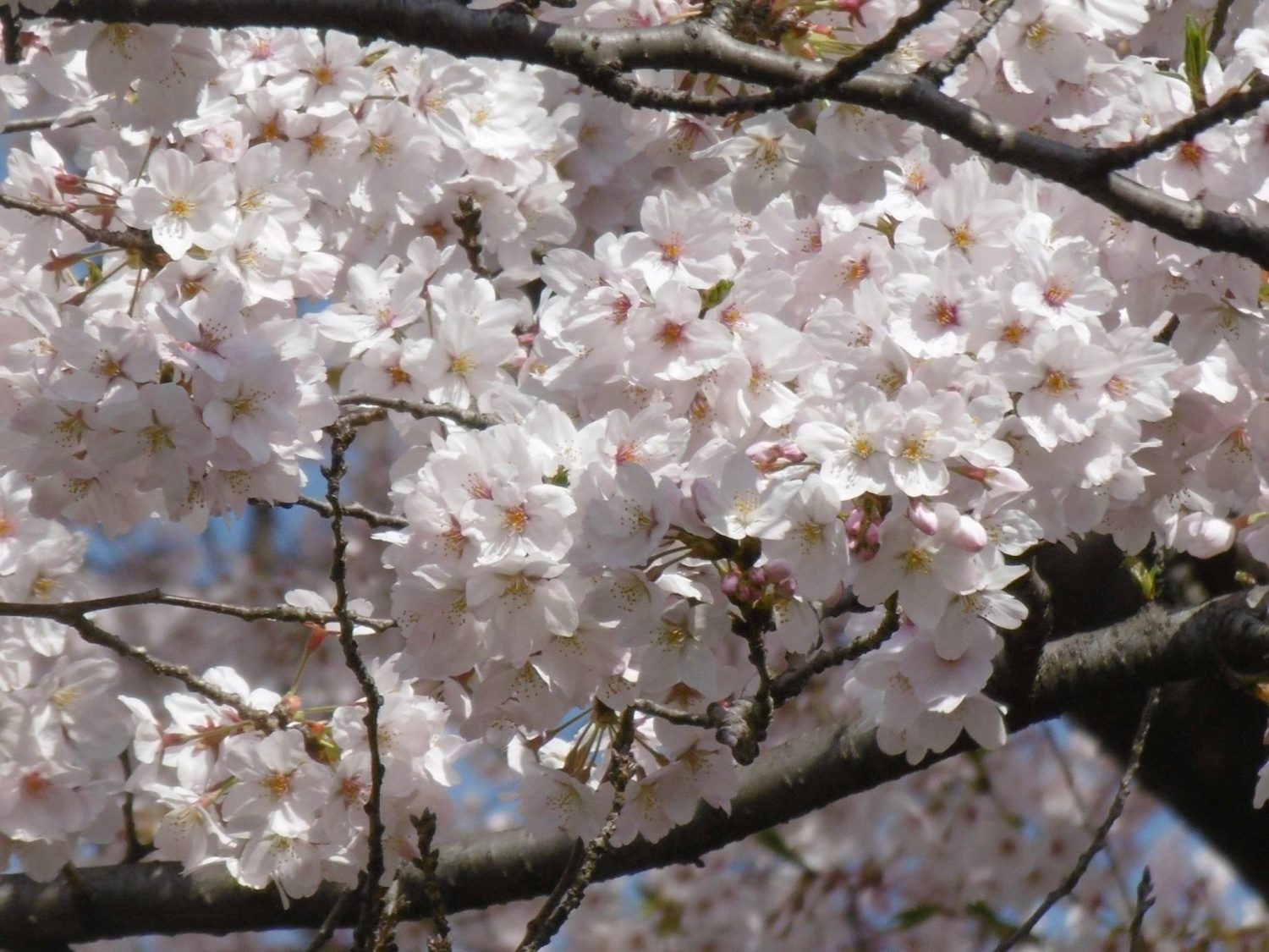 桜満開 画像