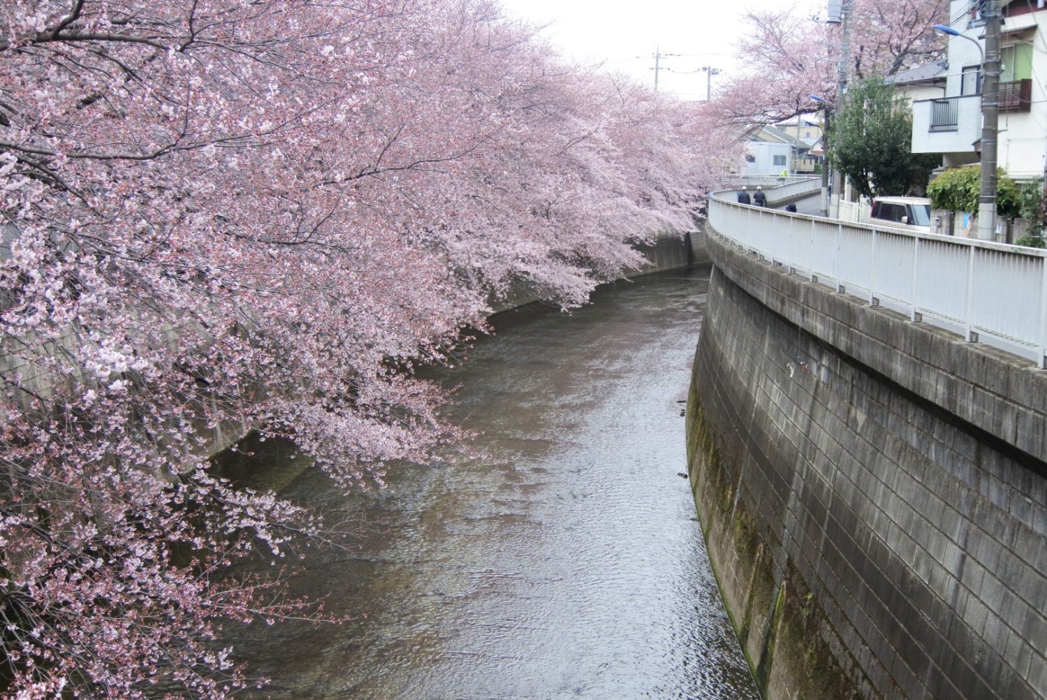 練馬が誇る桜スポット 画像