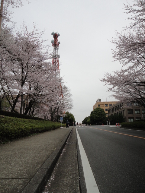赤白鉄塔と桜並木