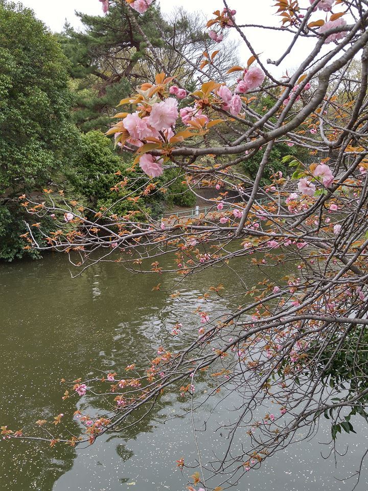 八重桜 画像