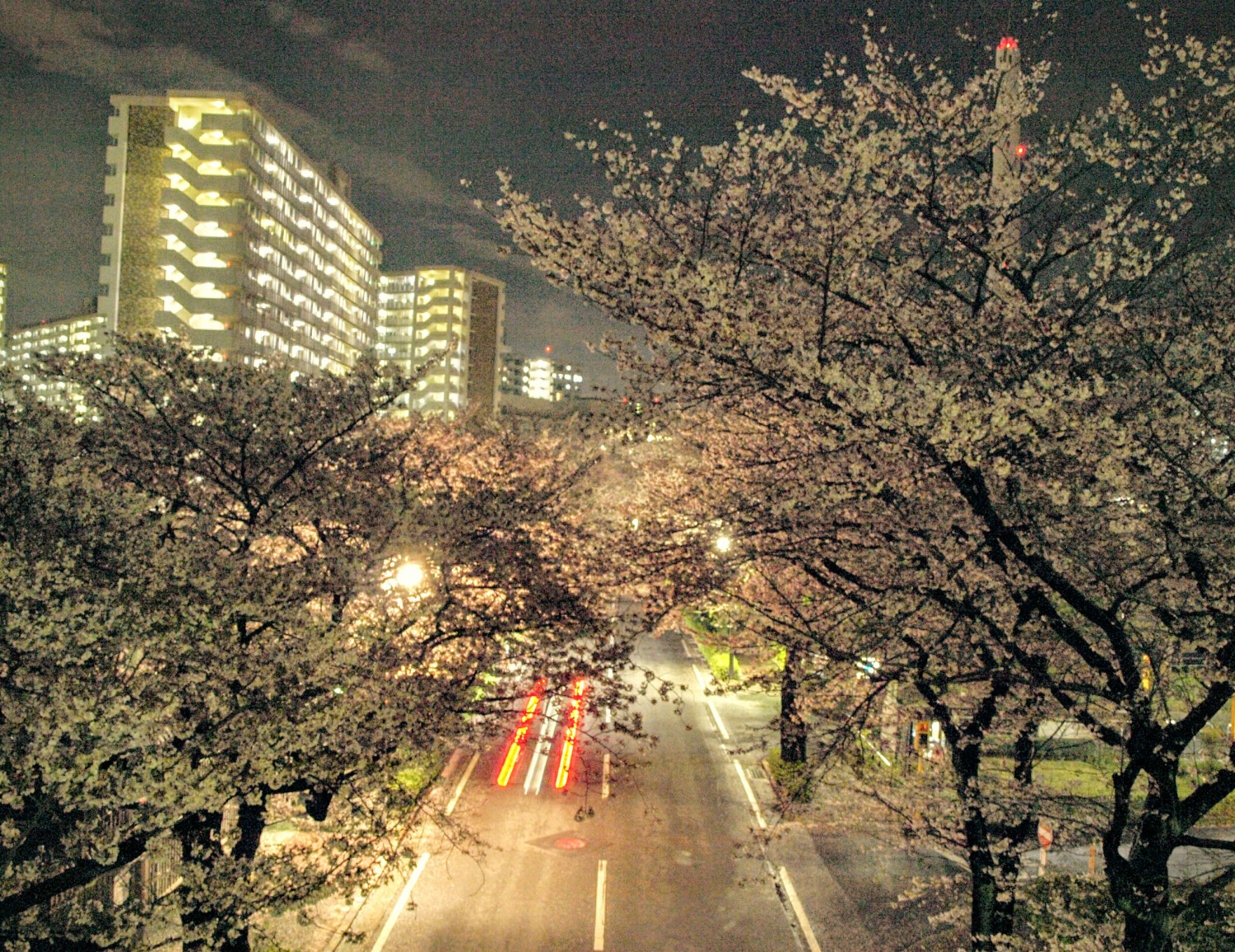 光の桜 画像
