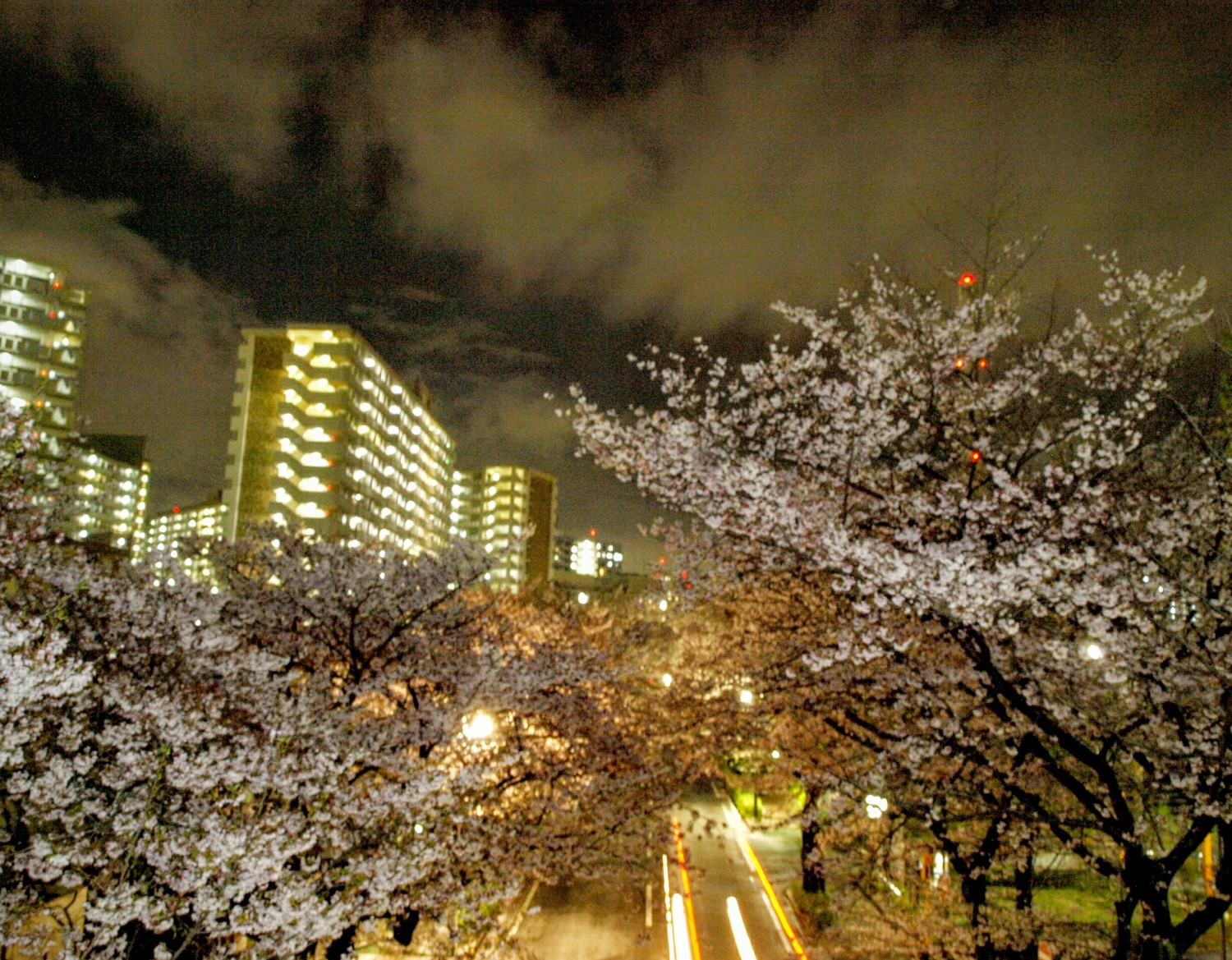 光の桜 画像