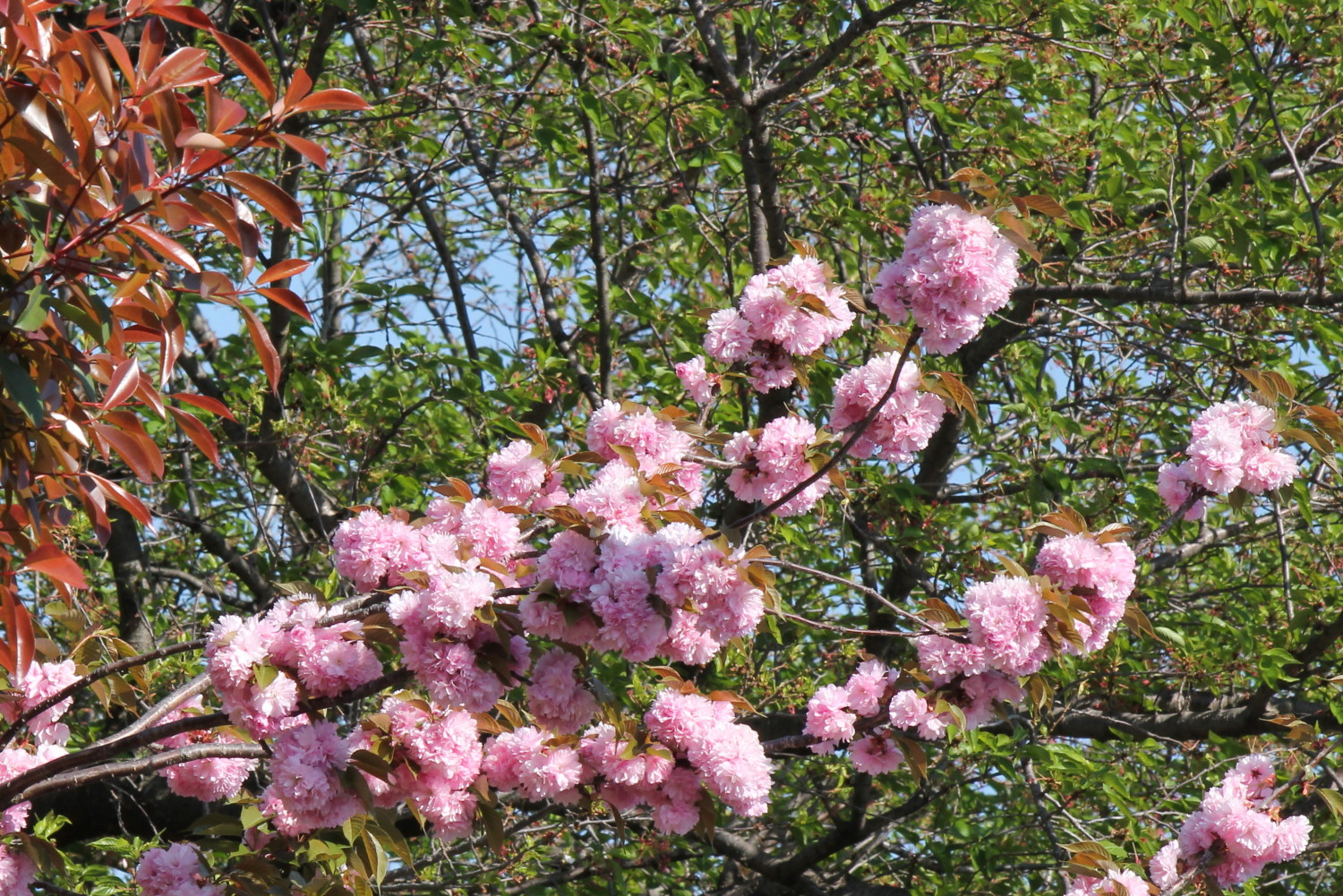 田柄川緑道を飾る花々