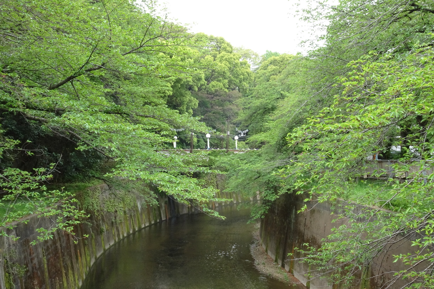 石神井川の新緑 画像
