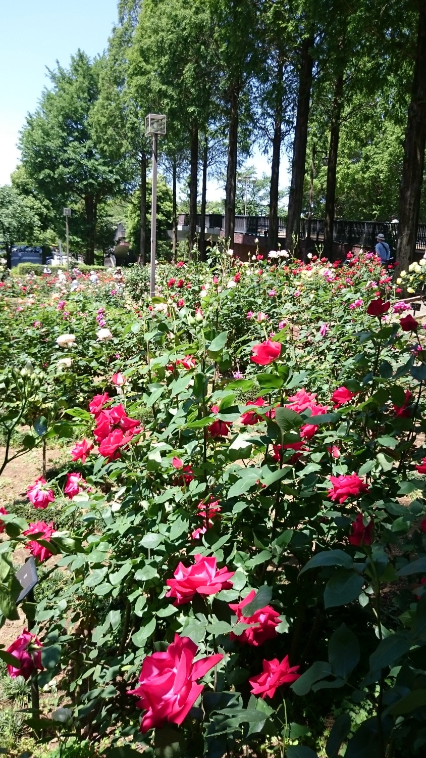 バラ園のたくさんの薔薇が満開 画像