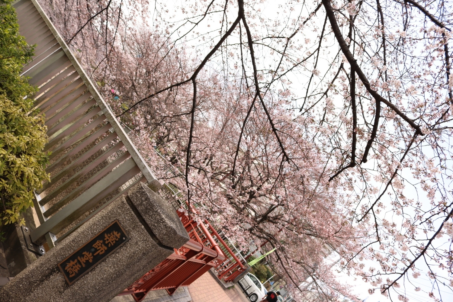 桜並木 画像