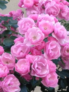 ピンク色の薔薇　～　Pink Roses　～