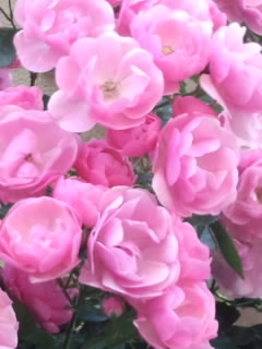 幸せのピンク色の薔薇　～ ５月に咲く Happy Pink Rose ～