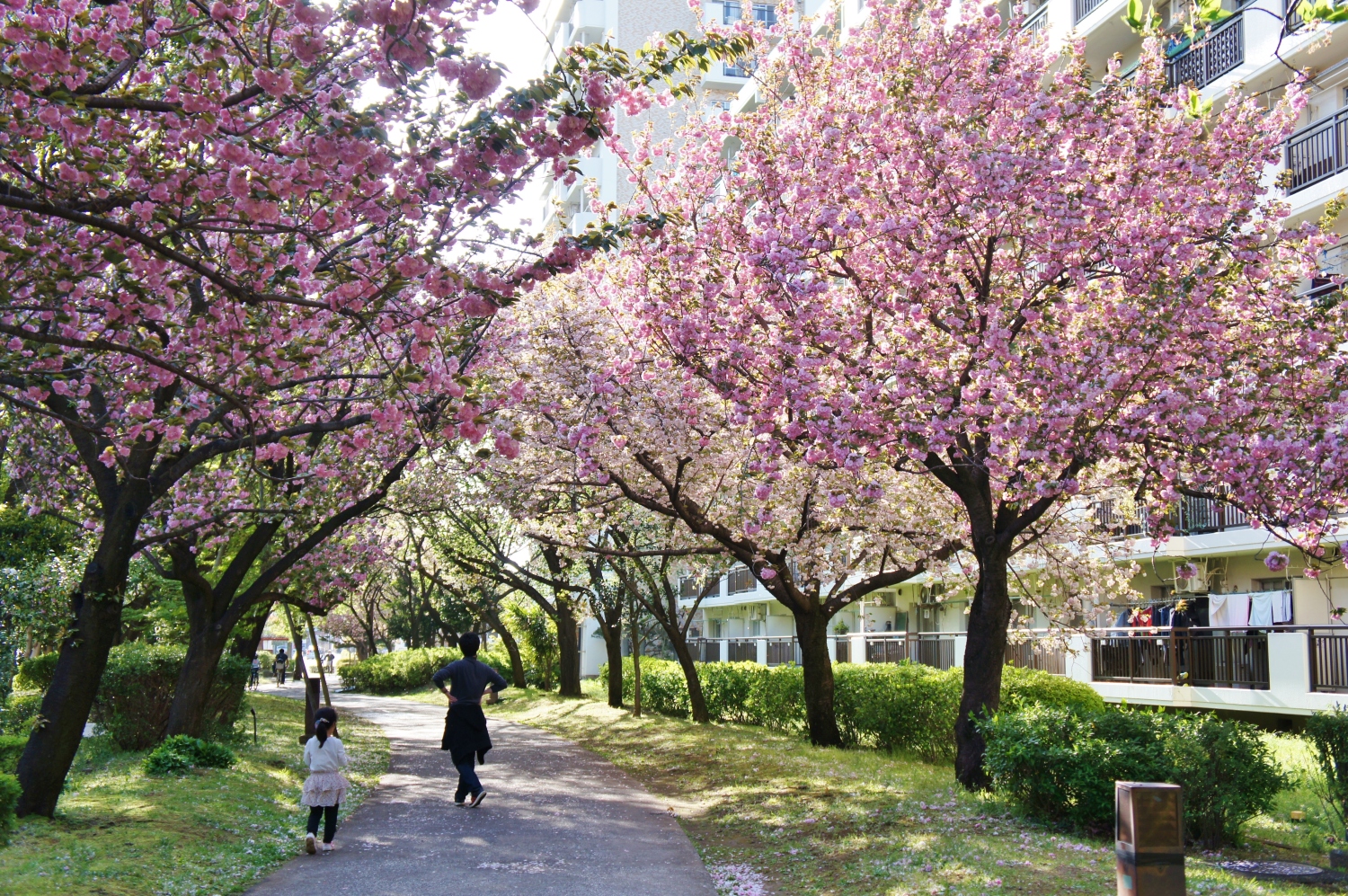 八重桜 牡丹桜 とっておきの練馬 写真館 とっておきの練馬