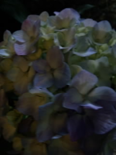 夜の紫陽花 画像