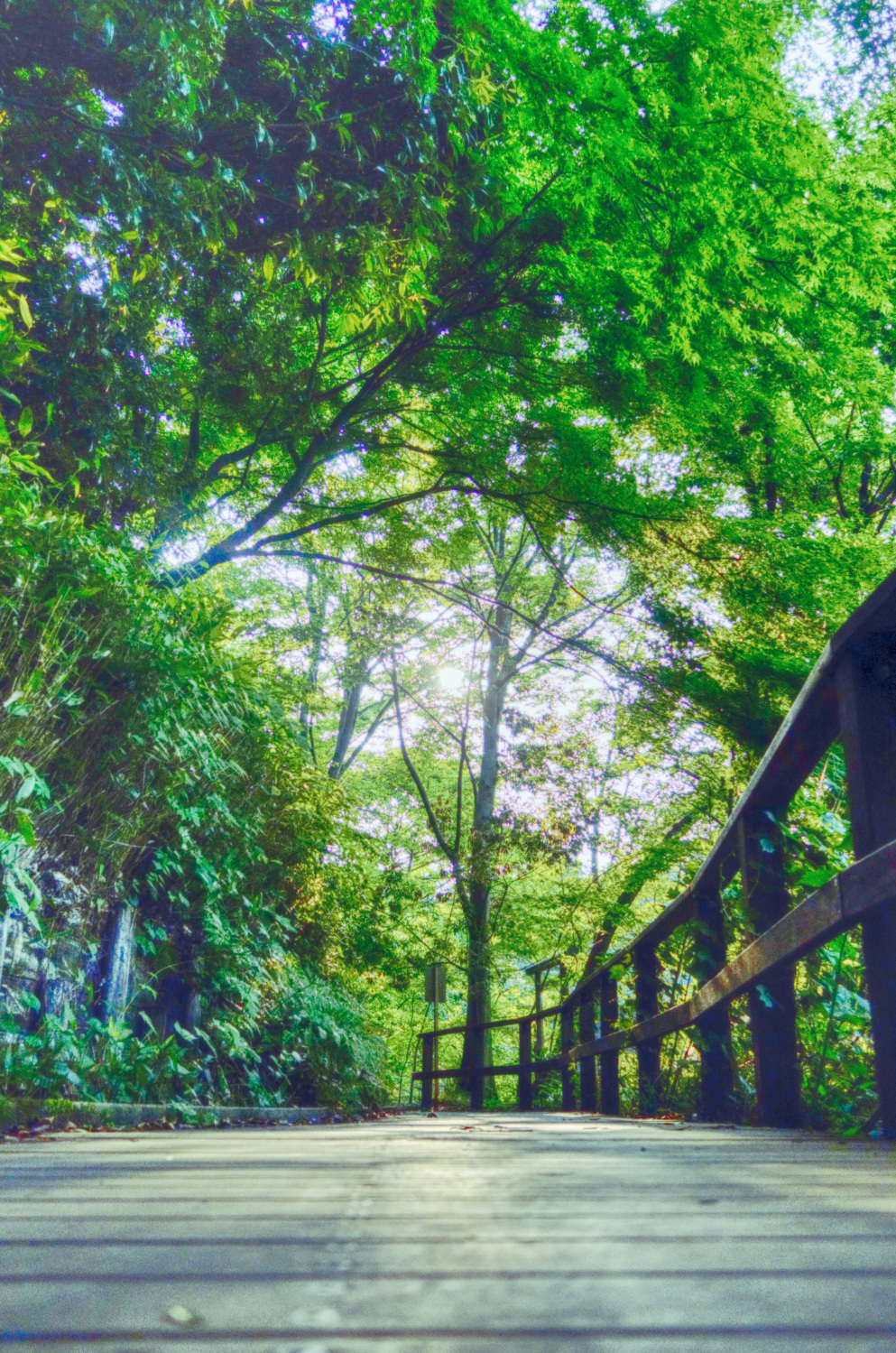初夏の薫り、石神井公園 画像