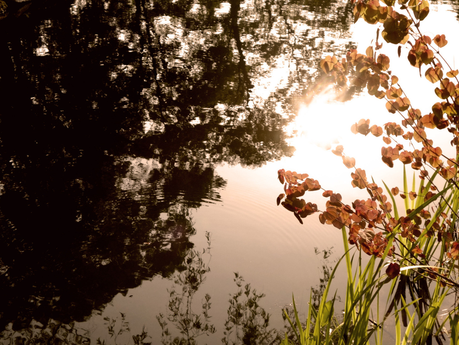 初夏の薫り、石神井公園 画像