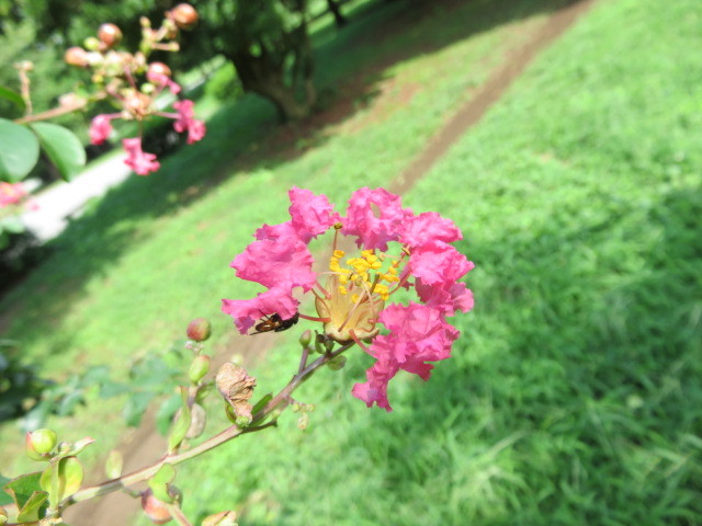 サルスベリの花が咲いてます。