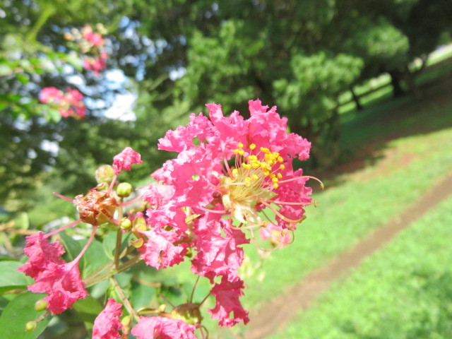サルスベリの花が咲いてます。 画像