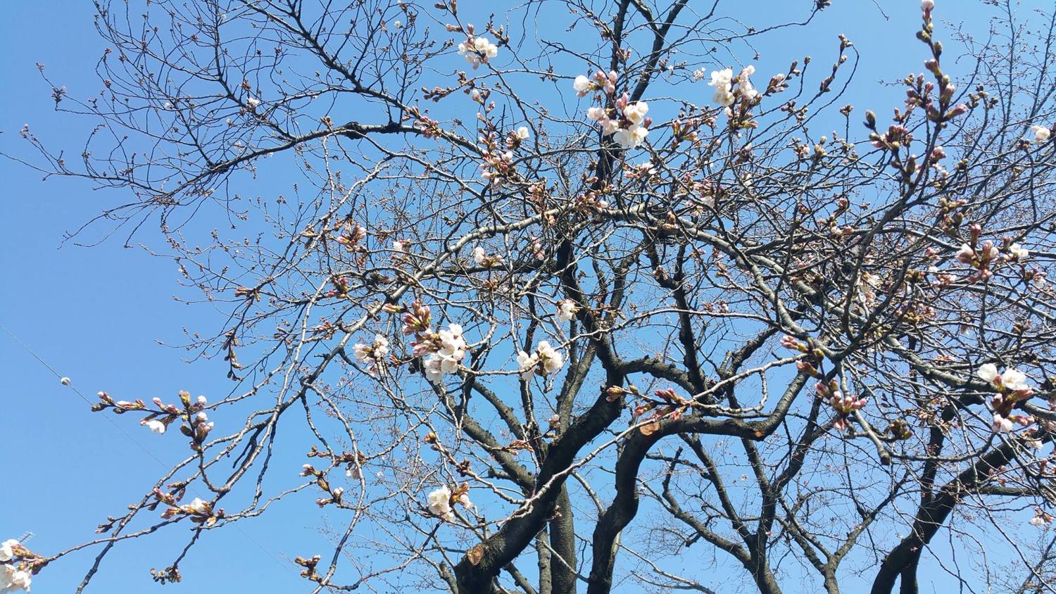 大泉井頭公園の「桜」