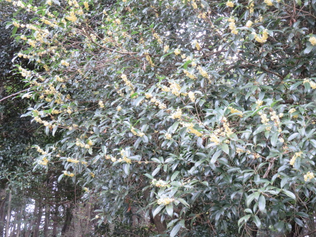 ウスギモクセイ（薄黄木犀）が咲いてます。 画像