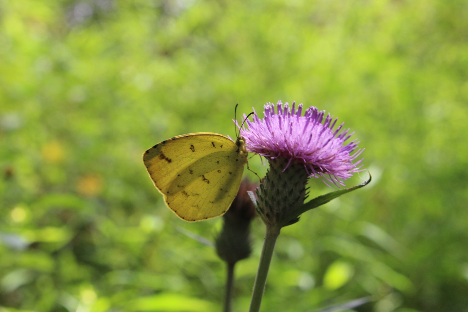 アザミの花と黄蝶 画像