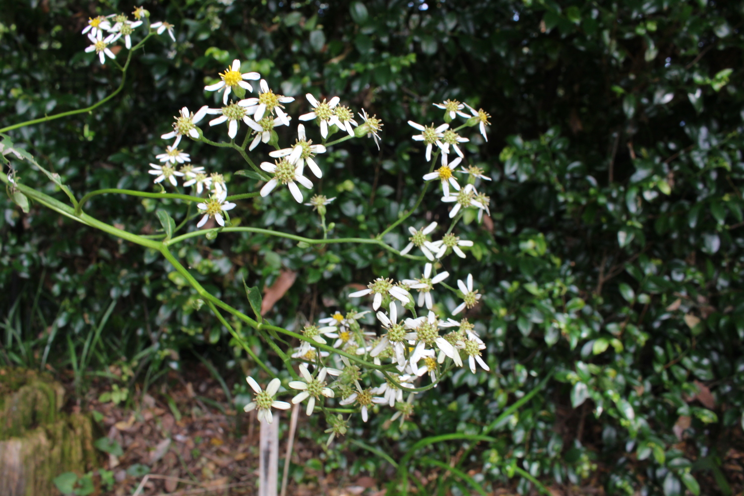 白山菊が咲く 画像