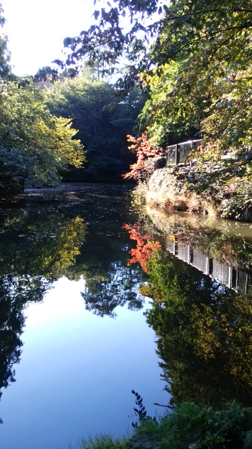 武蔵関公園の秋