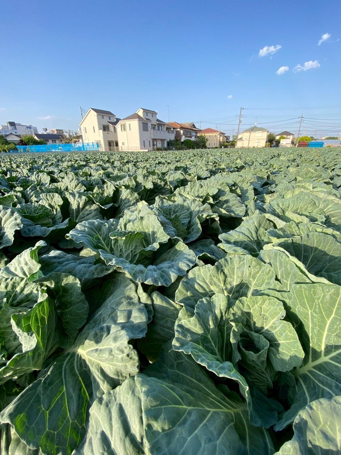 【ハガキ応募受付中】高橋農園の春キャベツと加藤トマトファームのミニトマト収穫体験ツアー 1