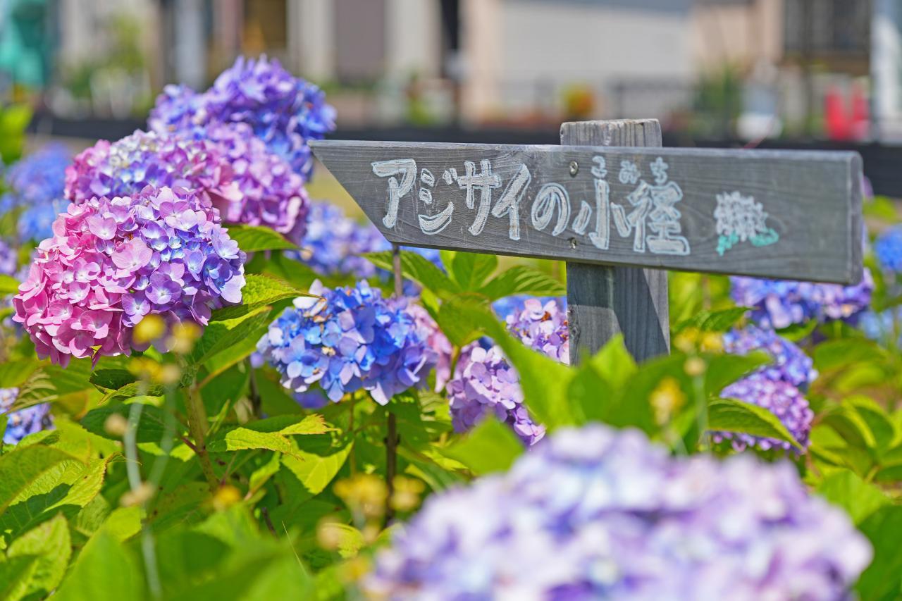 抽選結果のお知らせ【ねりま観光ツアー】田島山十一ヶ寺と練馬城址公園のあじさい鑑賞ツアー 1