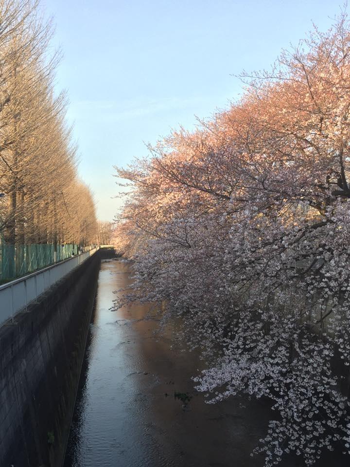 満開目指す、石神井川の桜たち。