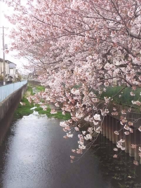 お気に入りの桜 画像