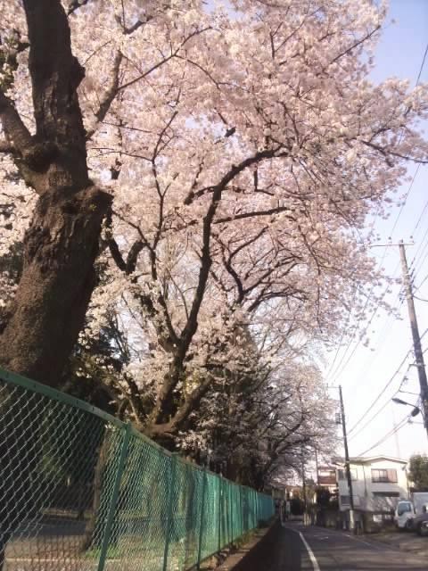 お気に入りの桜 画像