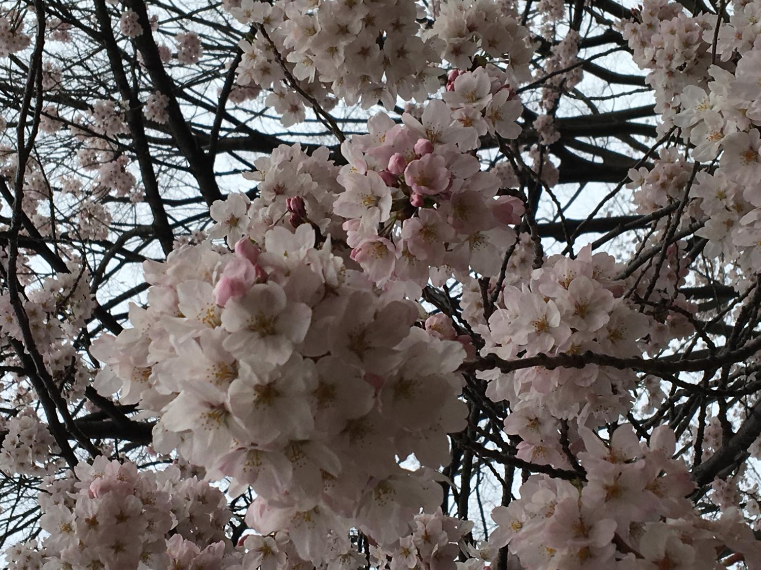 さくら桜サクラ 画像