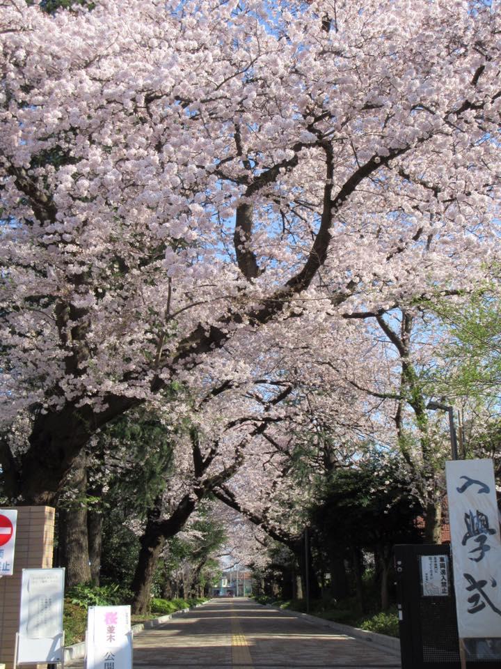 都立大泉高校の桜並木